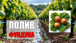 Правильный капельный полив фундука в России | Small Gardens