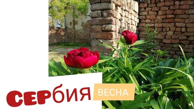 Великолепная природа Сербии смотреть онлайн