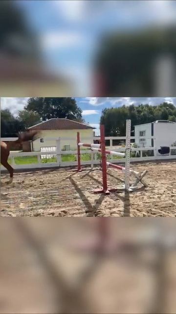 Везувий, прыжки под седлом 130 см. смотреть онлайн