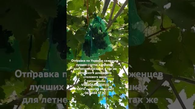 Виноград Рошфор на аркеперголе.