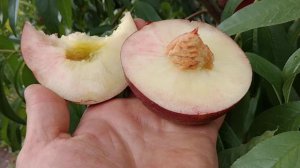 Нектарин Екстрім-33. Nectarine Extreme-33. Перші плоди, неймовірний, медовий смак. Огляд Максі Сад
