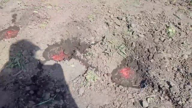 Капуста агресор висаджую в грунт 11 травня