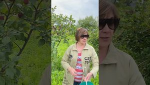 Совет по выращиванию слив от #Таниагронома