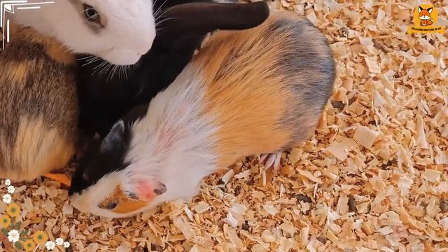 The Funniest Animal Sounds: Peacock, Lynx, Squirrel, Eagle,... | Animal Moments смотреть онлайн