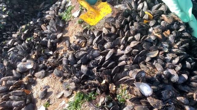 牛牛找到一神秘趕海基地，發現了百畝海虹，滿滿一桶提回家【牛牛趕海海鮮】