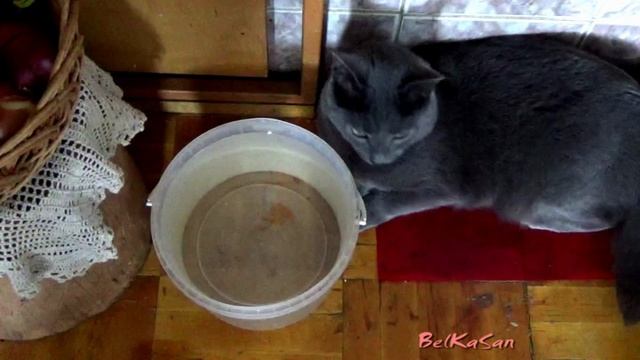 Кот Джим- водяной.