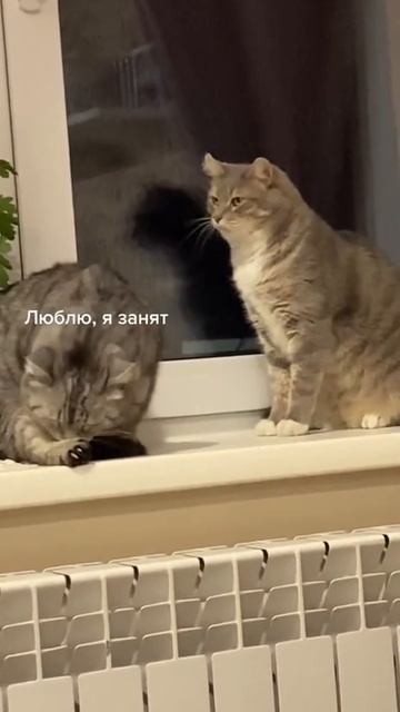 Взаимопонимание