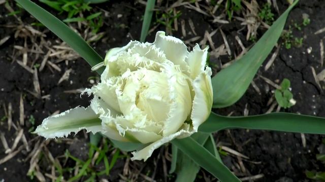 Прекрасные майские дни смотреть онлайн