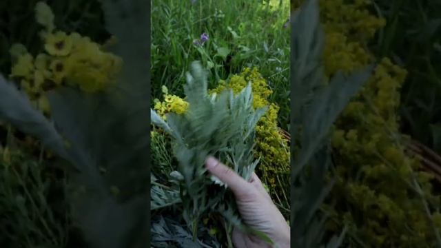 Травы летнего солнцестояния. смотреть онлайн