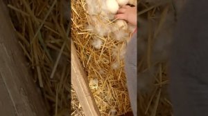 как убрать утку с гнезда 🦆🦆🐣