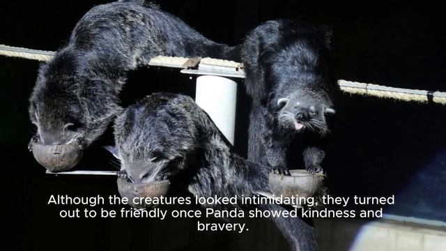 The mystery of Paper.io part 3 смотреть онлайн