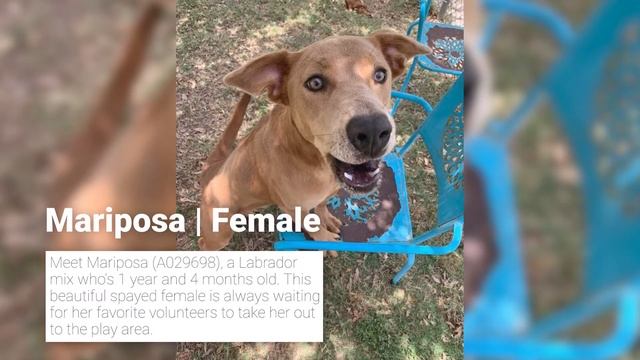 Pets of the Week - Selina Kyle and Mariposa смотреть онлайн