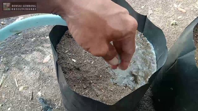 Cara Stek Waru Dijamin Berhasil Ala Dokter Bonsai Gembong