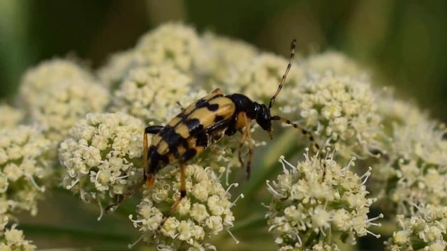 Leptura (Rutpela) maculata кормится на зонтичных смотреть онлайн
