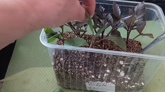 #2Георгины вегетативные. Посадка в грунт укоренившихся черенков.