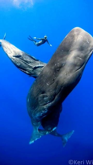 predator#shorts #funfacts #science #sciencefacts #animalfacts #facts смотреть онлайн