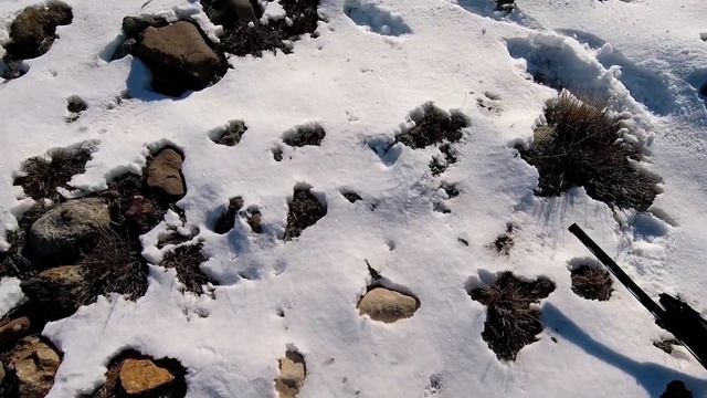 Tavşan-Keklik Avı-Kanat Seslerini Dinleyin-Rabbit - Partridge Hunting-охота на кролика смотреть онлайн