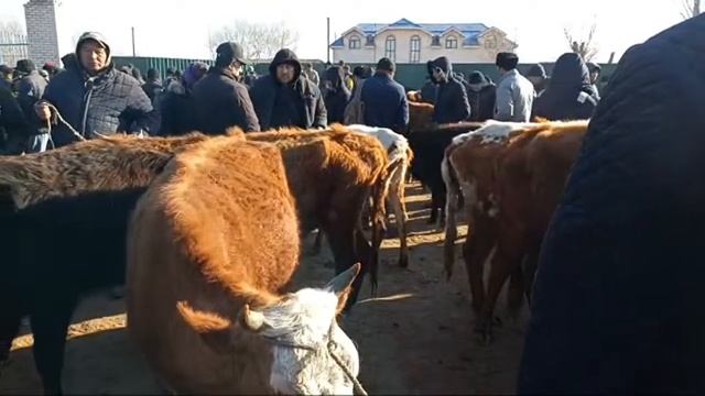 3-МАРТ/ШЫМБАЙ МАЛ БАЗАРЫ/КОКТЕМНИН 1-ШИ БАЗАРЫ