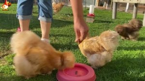 Идеальное птицеводство достойно восхищения 🐓🦆🦢🦚🦃🐔 эпизод (48)