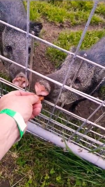 #карелия #2023 #осень #кабан #братья #семья смотреть онлайн