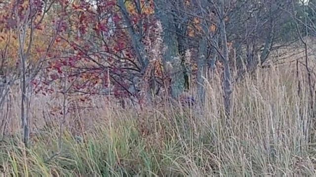 Невероятное приключения до моря среди ягод!🤠😋 Которыми не прочь были бы поживиться животные).🐻 смотреть онлайн