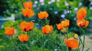 Расслабляющая Музыка Для Отдыха и Релакса-22/02/2025/Самая&Galina