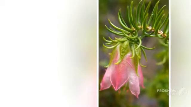 Darwinia - garden plants смотреть онлайн