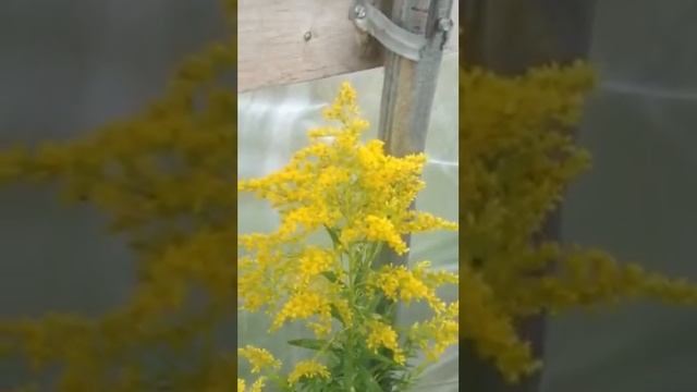 Goldenrod vs Ragweed: Which one causes allergies? смотреть онлайн