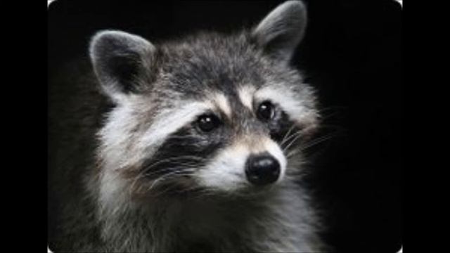 Супер Енот смотреть онлайн