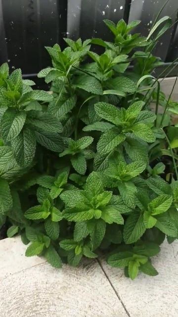 Healthy Growing Mint of my Garden.