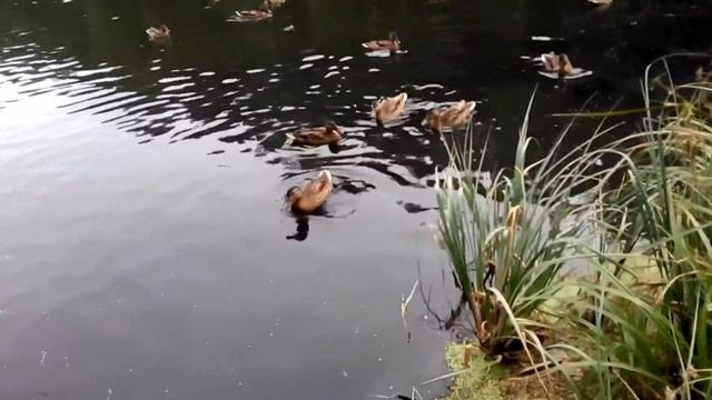 Кормим уток, детский канал маленький МИР. смотреть онлайн