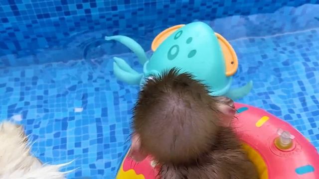 A day of Baby monkey Bon Bon and beautiful friendship with puppy So cute смотреть онлайн