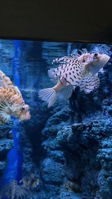 ミノカサゴとハナミノカサゴ東海大学海洋科学博物館YouTube水族館
