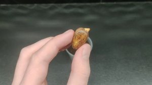 Посадка рамбутана дома | Як посадити рамбутан