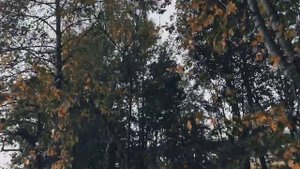 VID 20230928 173121 Ты притупи, о время, когти льва...(Уильям Шекспир)...Павел Васильев Лахтинский