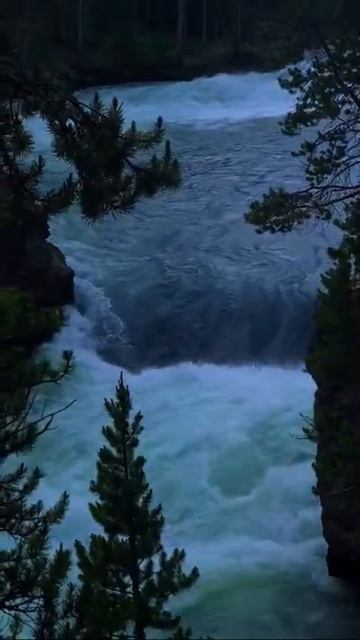 tree and beauty 💕😍💕 смотреть онлайн