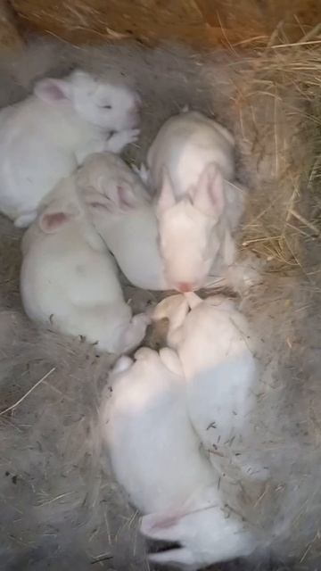 Маленькие крылики🥰нам 10 дней. #shortvideo #милота #кролики #крольчата