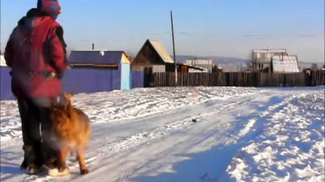 рекс н о 4 года