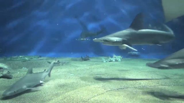 Aqua world Ooarai, Ibaraki Japan  Sharks of the world 2 アクアワールド大洗　サメの海２