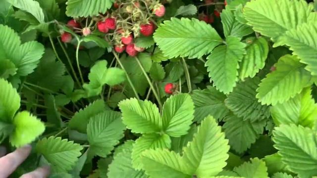 РОЗЫГРЫШ!!! Обзор на Полонику Садовую Ремонтантную смотреть онлайн