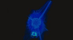 MicroCT of Chondrocladia virgata with Neopolynone chondrocladiae