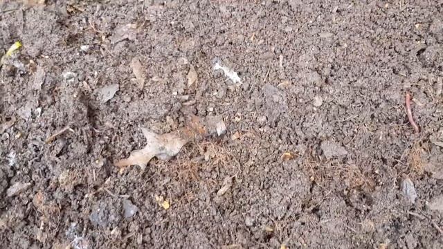 Feeding spring onions to your worm farm - Another successful worm food test!