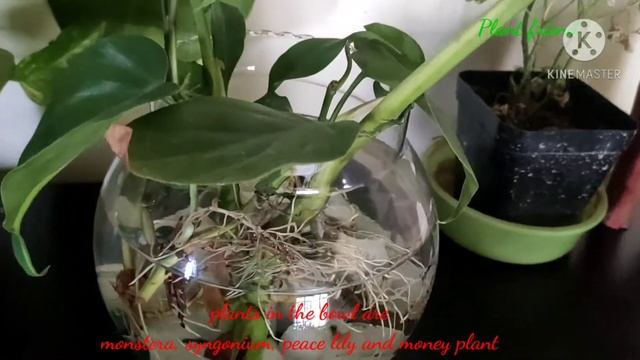 Syngonium, monstera deliciosa, peace lily and money plant in water