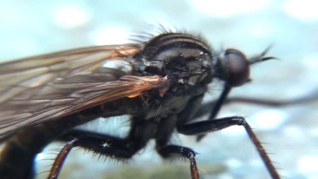 Empis tessellata смотреть онлайн