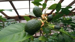 Цитрусовые растения в теплице, апрель, Самара