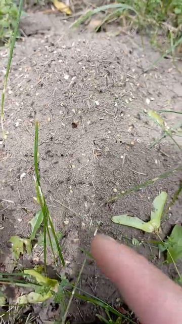 как избавиться от муравьев на участке смотреть онлайн