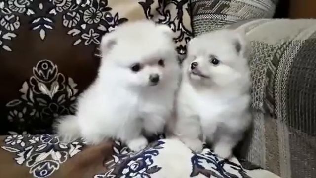 Померанцы девочки