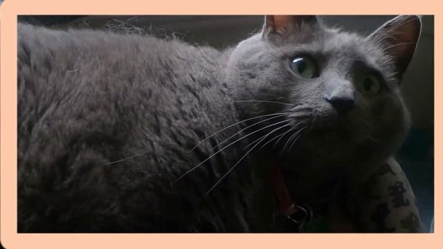 США . ДЖУЛИЯ ЛЕНИВИЦА. USA. JULIA LENVITSA. смотреть онлайн