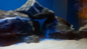 Altolamprologus compressiceps "Red Fin" wild