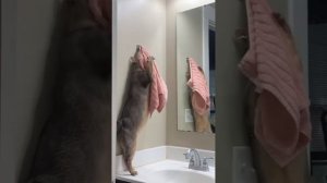 подборка смешных видео с котиками